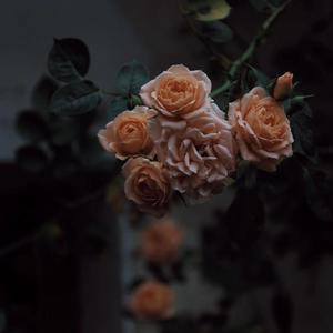 高潮流白浆潮喷av
